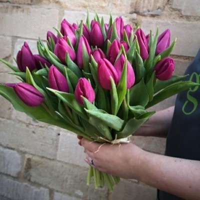 40 Purple Dutch Tulips