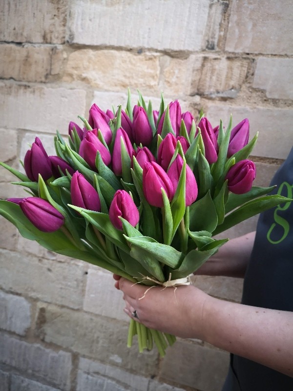 40 Purple Dutch Tulips