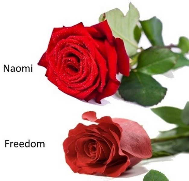 24 Red Naomi Roses