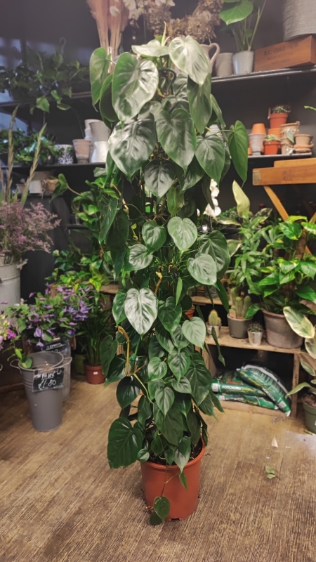 Extra Large Philodendron Scandens Plant