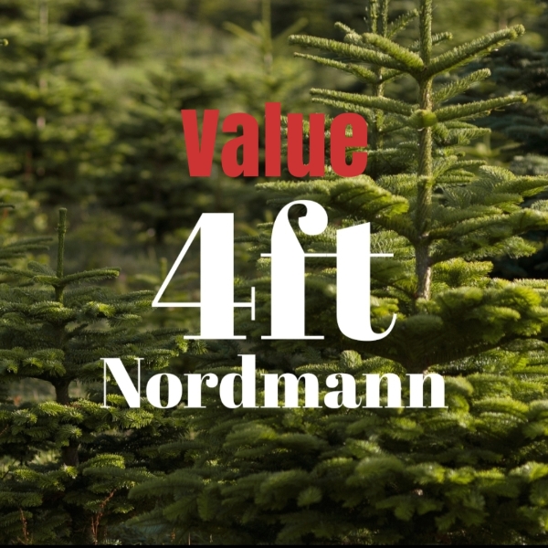 4ft Value Nordmann Fir