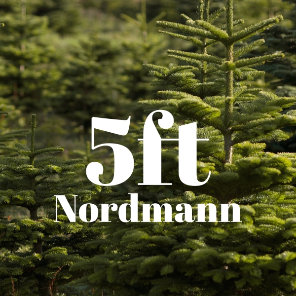 5ft Value Nordmann Fir