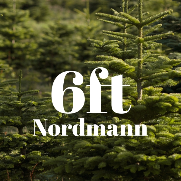 6ft Value Nordmann Fir