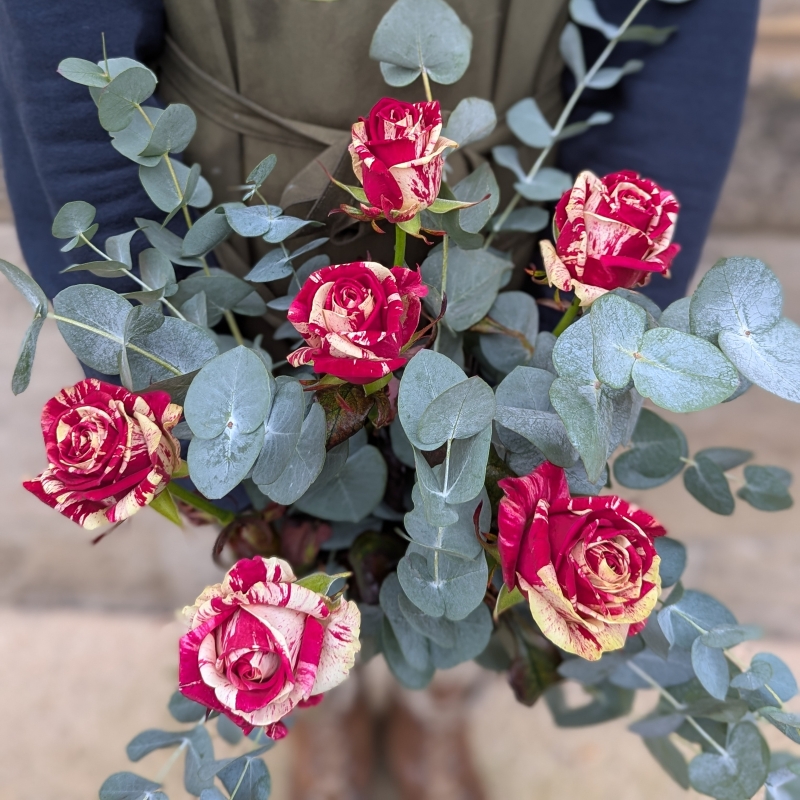 Harlequin Rose Bouquet