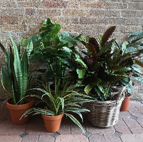 Houseplants