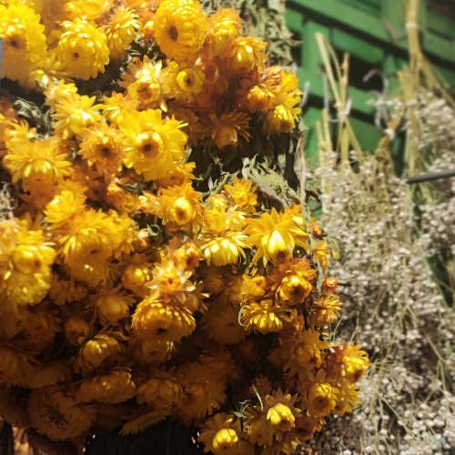 Dried Flowers