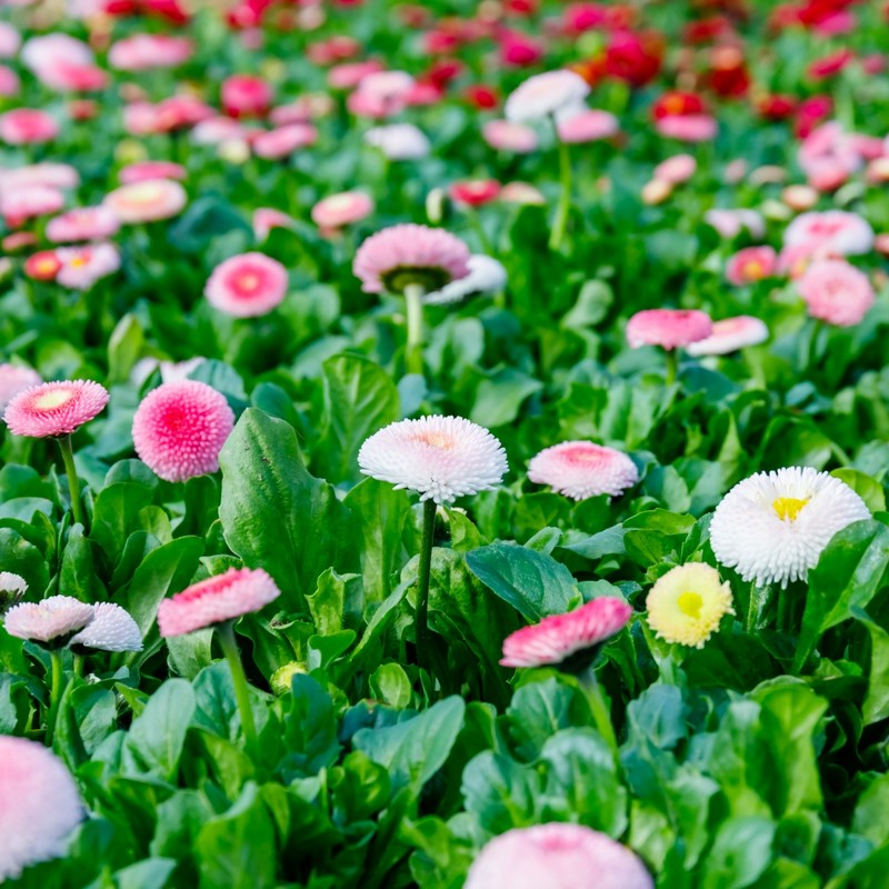 Bellis Daisy Mixed – buy online or call 01865 240709