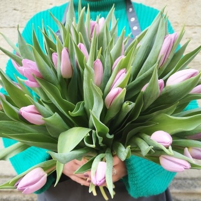 40 Pink Tulips