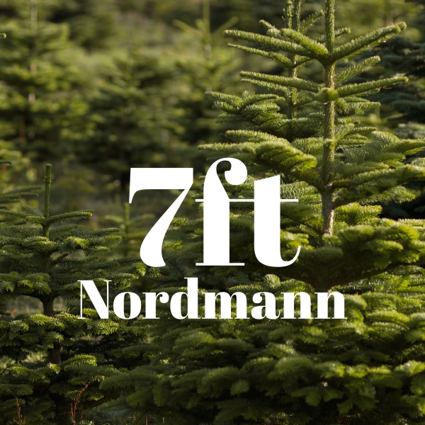 7ft Value Nordmann Fir