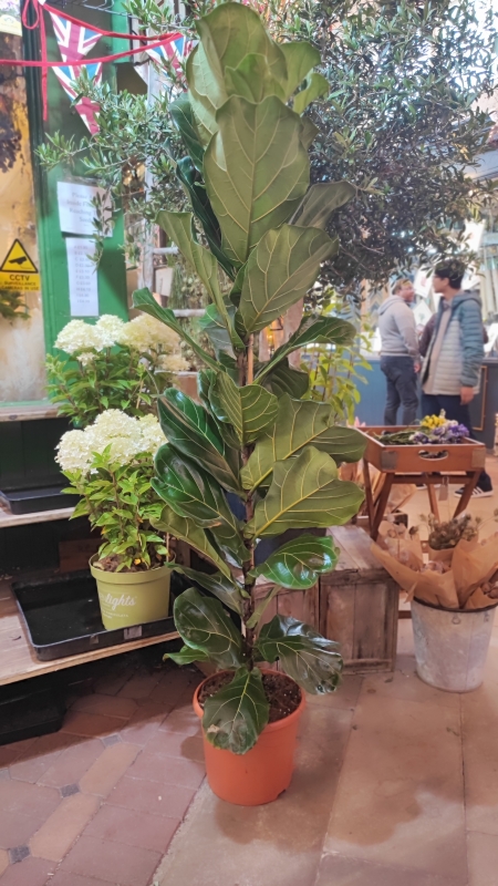 Extra Large Fiddle Leaf Fig Plant