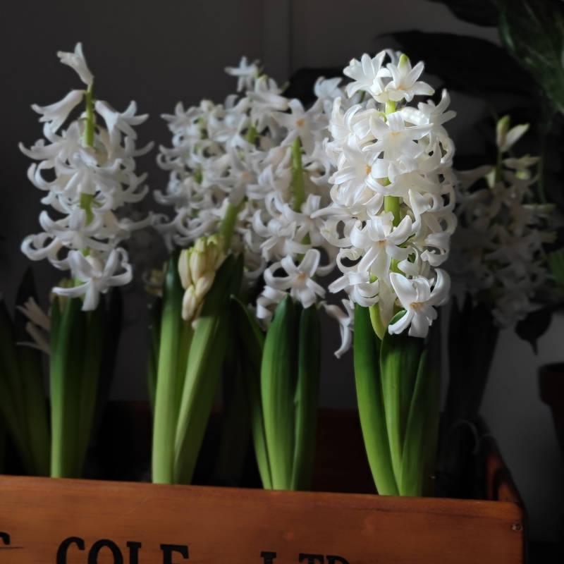 White Hyacinth Crate