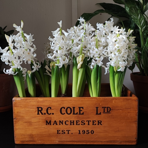 White Hyacinth Crate