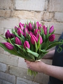 40 Purple Dutch Tulips