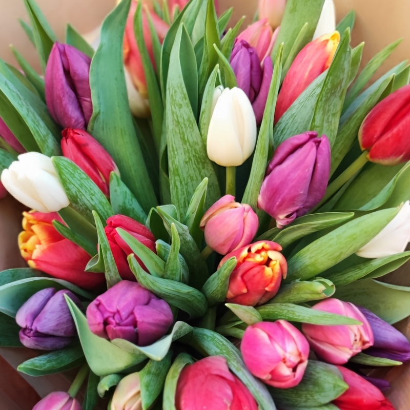 Mixed Tulip Bouquet (available from 30th April)
