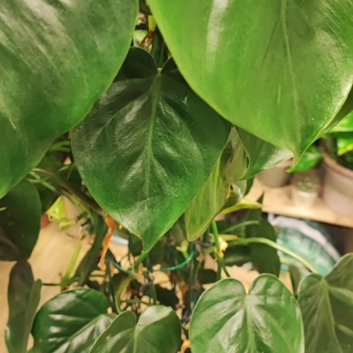 Extra Large Philodendron Scandens Plant