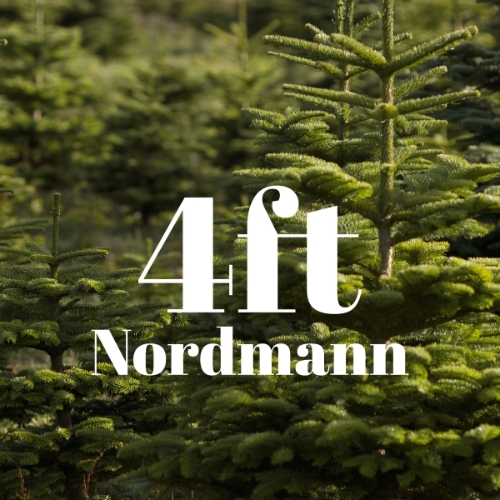 4ft Value Nordmann Fir