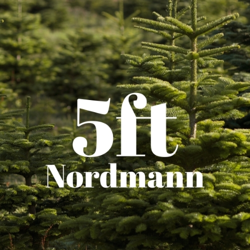 5ft Value Nordmann Fir