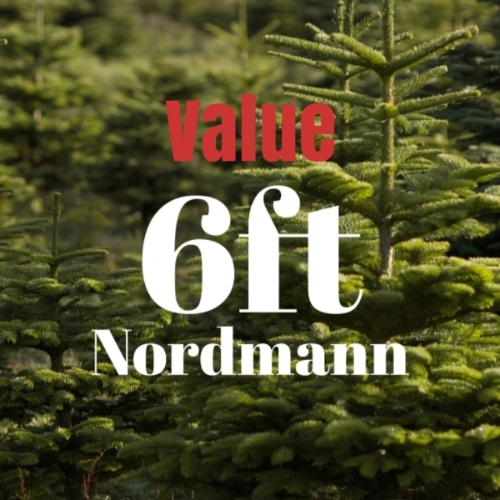 6ft Value Nordmann Fir