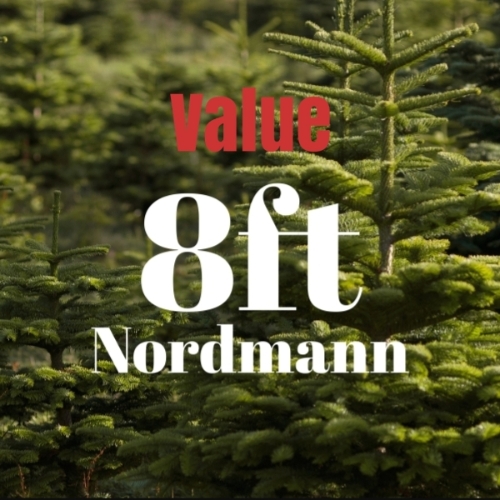 8ft Value Nordmann Fir