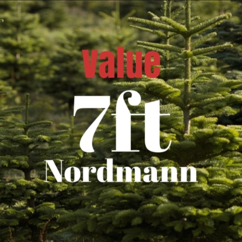 7ft Value Nordmann Fir