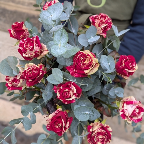 Harlequin Rose Bouquet