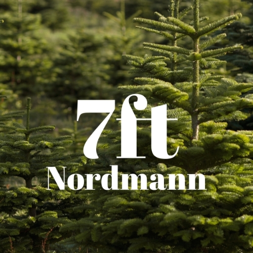 7ft Nordmann Fir