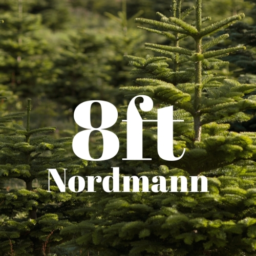 8ft Value Nordmann Fir