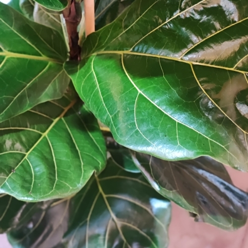 Extra Large Fiddle Leaf Fig Plant